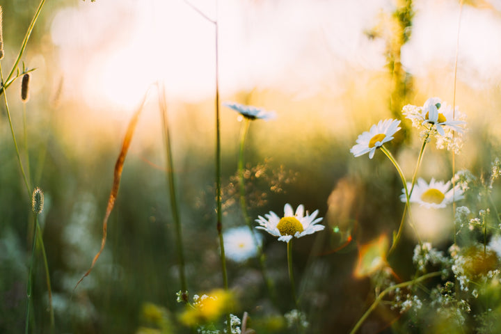 Spring Equinox Magic: How to Harness the Energy of the Season with Sage, Crystals, and Palo Santo